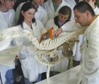 Teachings anatomy Veterinary students Vienna